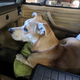 Doggo is good moral support